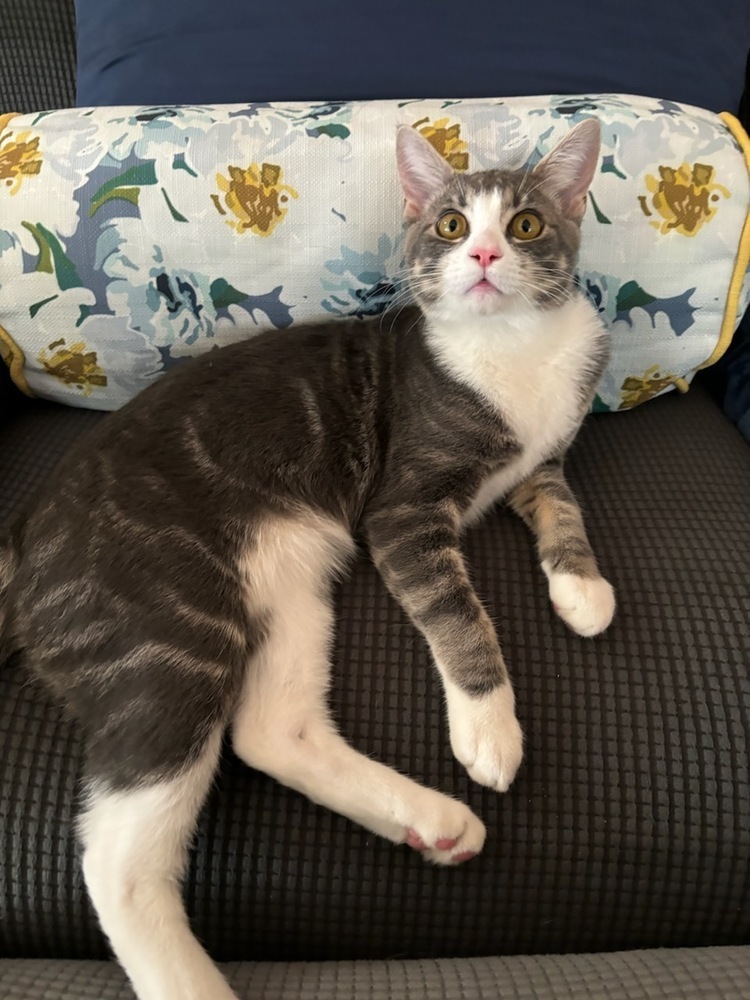 Eddy, an adoptable Domestic Short Hair in Lebanon, OR, 97355 | Photo Image 2