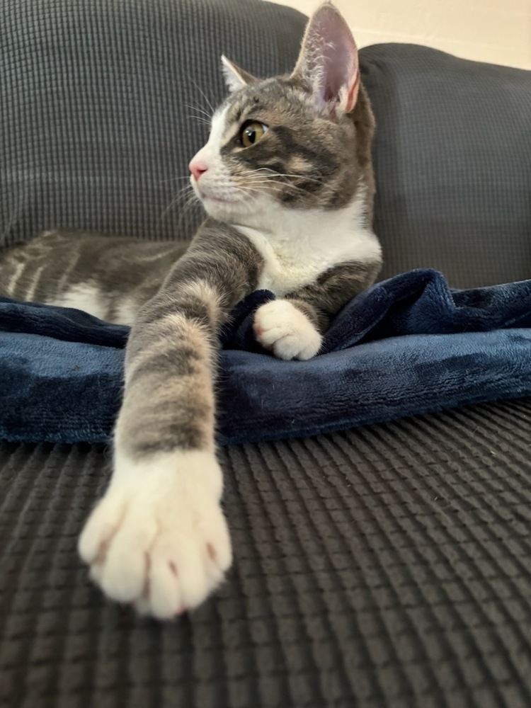 Eddy, an adoptable Domestic Short Hair in Lebanon, OR, 97355 | Photo Image 3