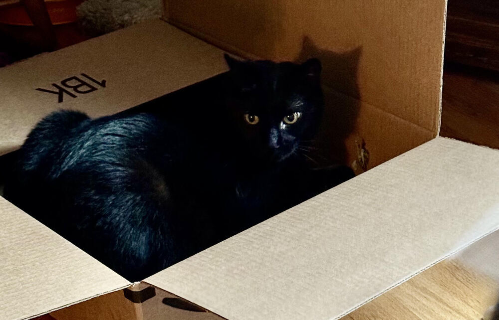 Scout, an adoptable Domestic Short Hair in Lebanon, OR, 97355 | Photo Image 1