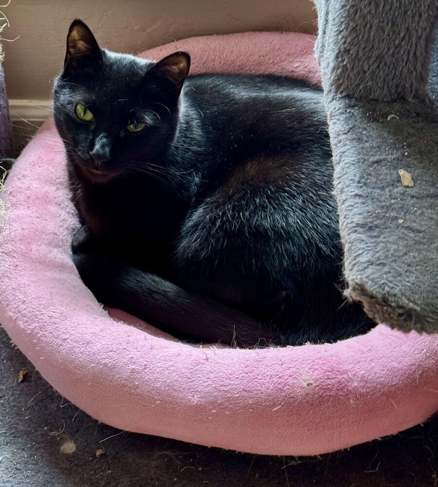 Scout, an adoptable Domestic Short Hair in Lebanon, OR, 97355 | Photo Image 2