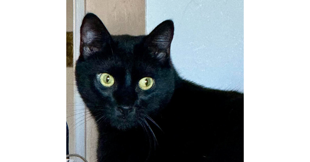 Scout, an adoptable Domestic Short Hair in Lebanon, OR, 97355 | Photo Image 3