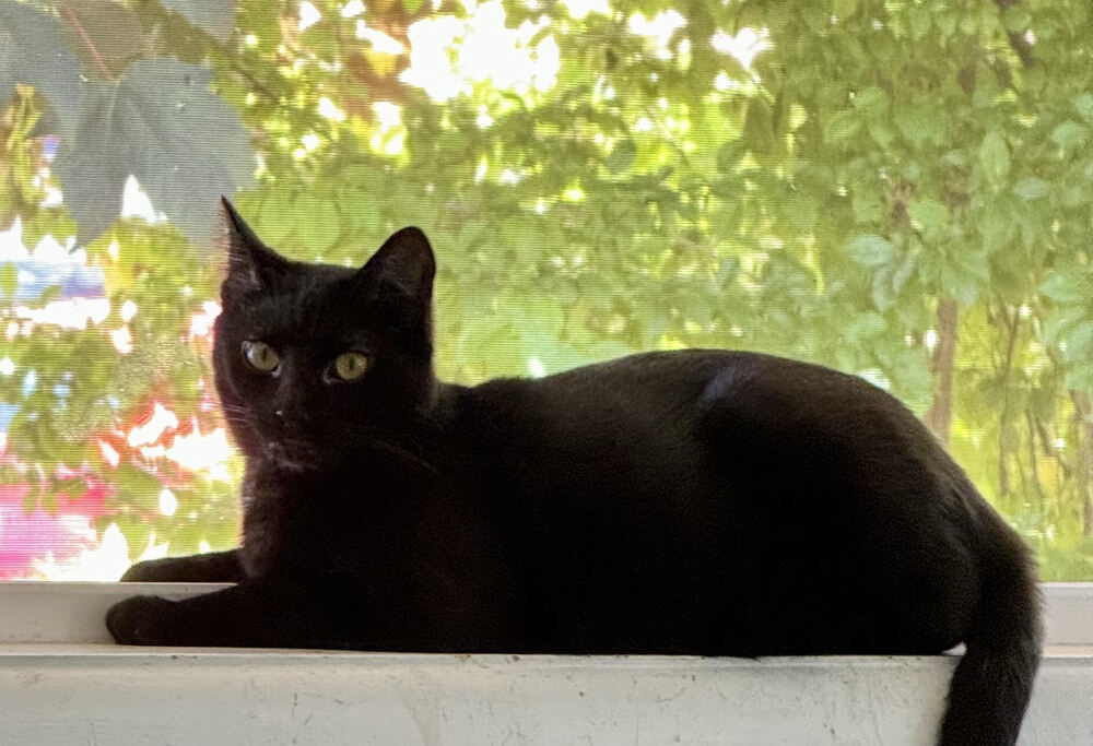 Scout, an adoptable Domestic Short Hair in Lebanon, OR, 97355 | Photo Image 4