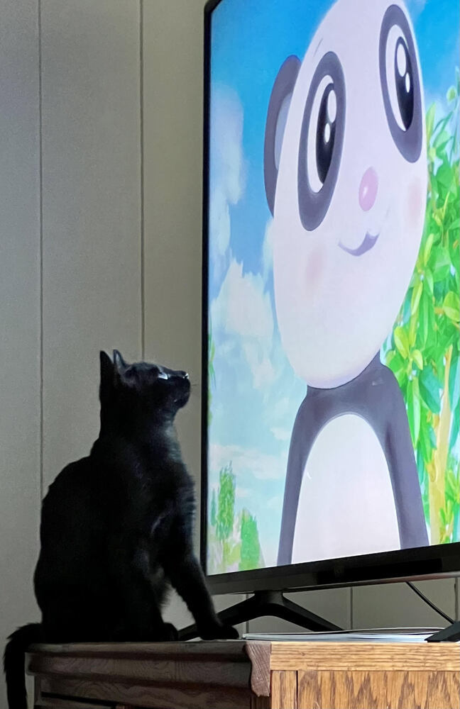 Scout, an adoptable Domestic Short Hair in Lebanon, OR, 97355 | Photo Image 5