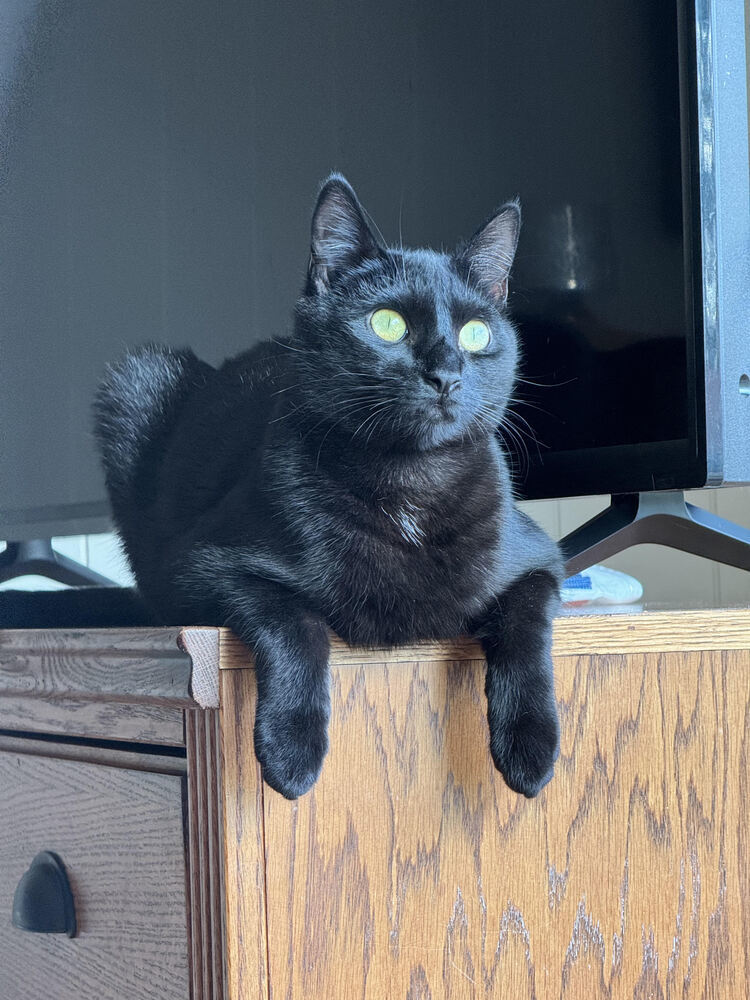 Scout, an adoptable Domestic Short Hair in Lebanon, OR, 97355 | Photo Image 6