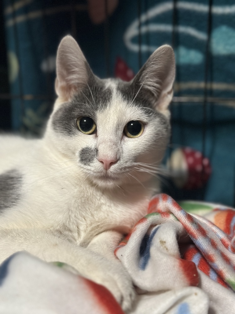 Chili, an adoptable Domestic Short Hair in Lebanon, OR, 97355 | Photo Image 1