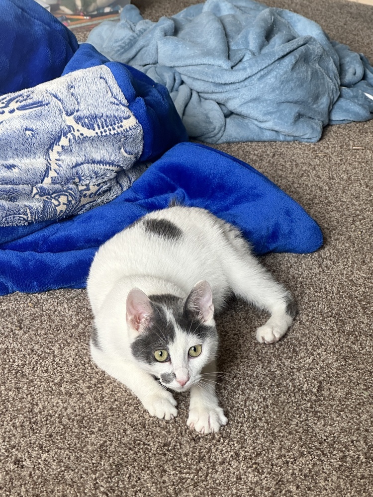 Chili, an adoptable Domestic Short Hair in Lebanon, OR, 97355 | Photo Image 2