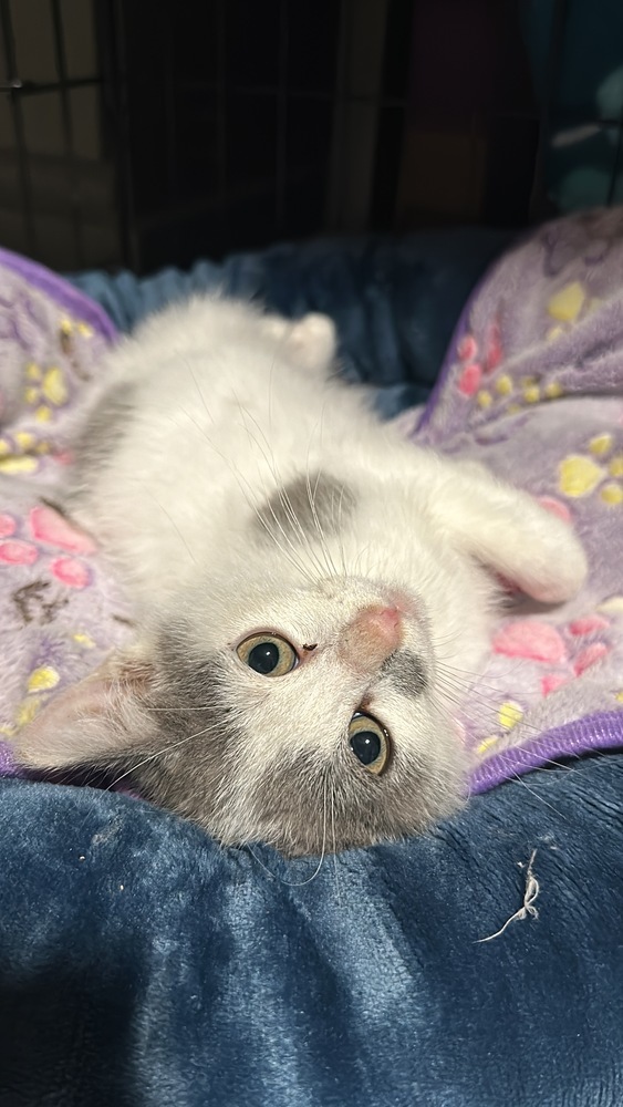 Chili, an adoptable Domestic Short Hair in Lebanon, OR, 97355 | Photo Image 3