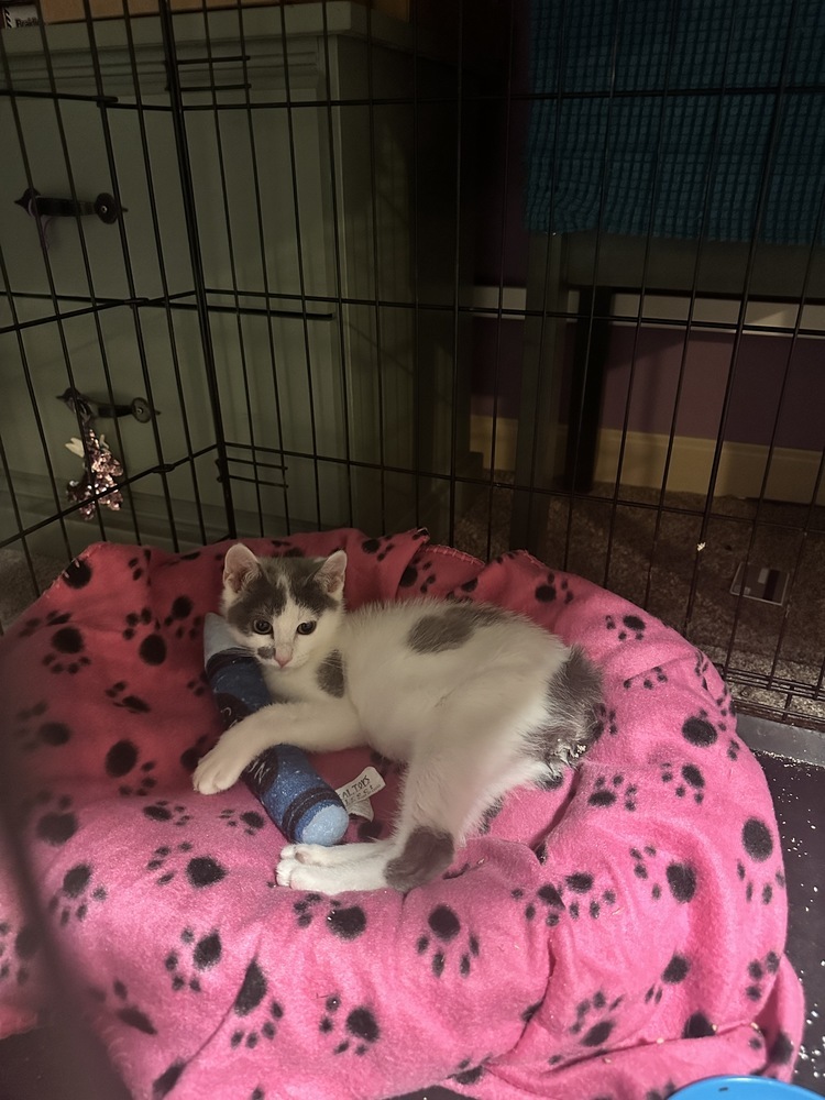 Chili, an adoptable Domestic Short Hair in Lebanon, OR, 97355 | Photo Image 4