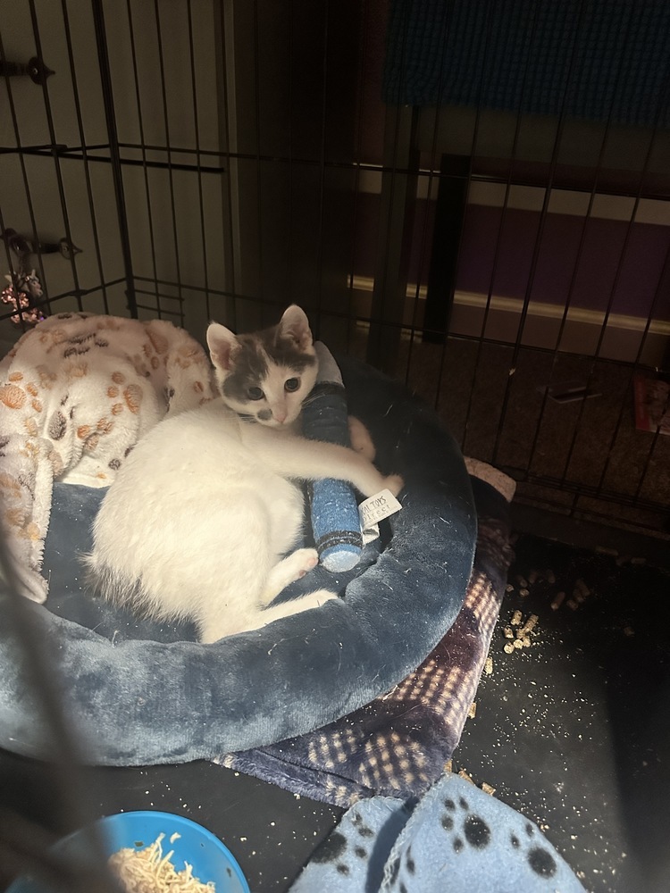 Chili, an adoptable Domestic Short Hair in Lebanon, OR, 97355 | Photo Image 5