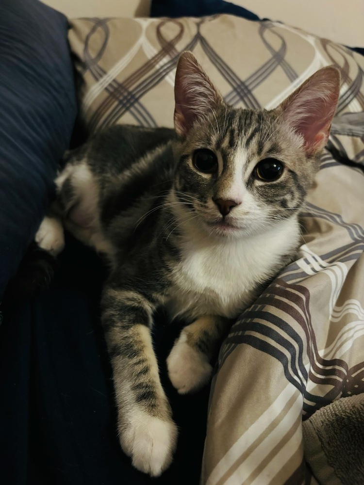 Envy, an adoptable Domestic Short Hair in Lebanon, OR, 97355 | Photo Image 1
