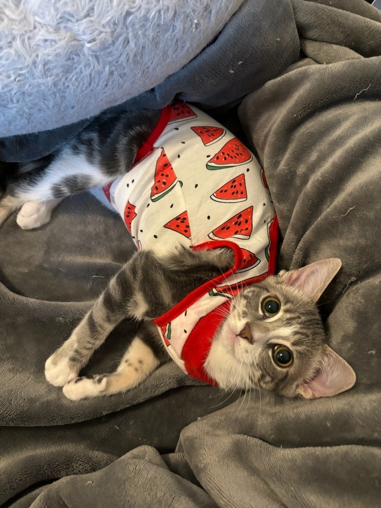 Envy, an adoptable Domestic Short Hair in Lebanon, OR, 97355 | Photo Image 2