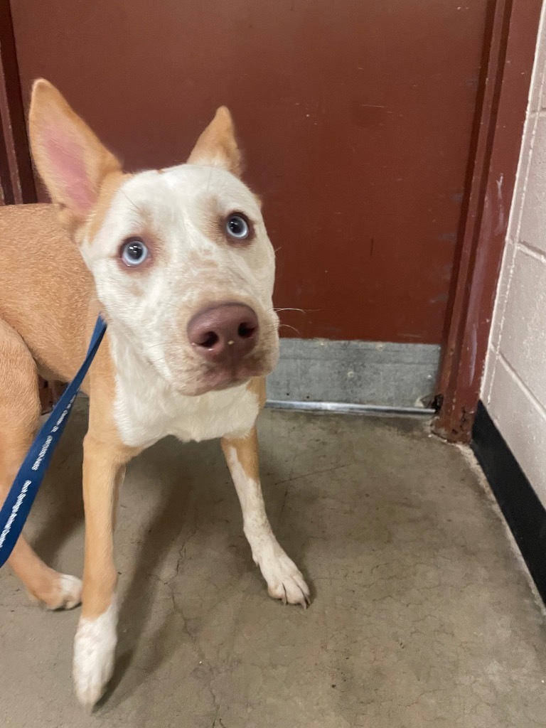 Juniper, an adoptable Australian Cattle Dog / Blue Heeler, Mixed Breed in Rock Springs, WY, 82901 | Photo Image 1