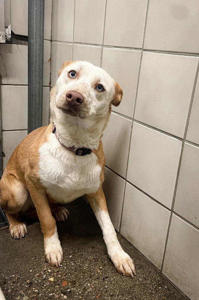 Juniper, an adoptable Australian Cattle Dog / Blue Heeler, Mixed Breed in Rock Springs, WY, 82901 | Photo Image 1