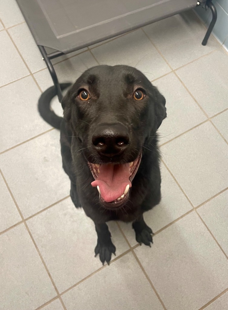 Alyster, an adoptable Black Labrador Retriever in Rock Springs, WY, 82901 | Photo Image 1