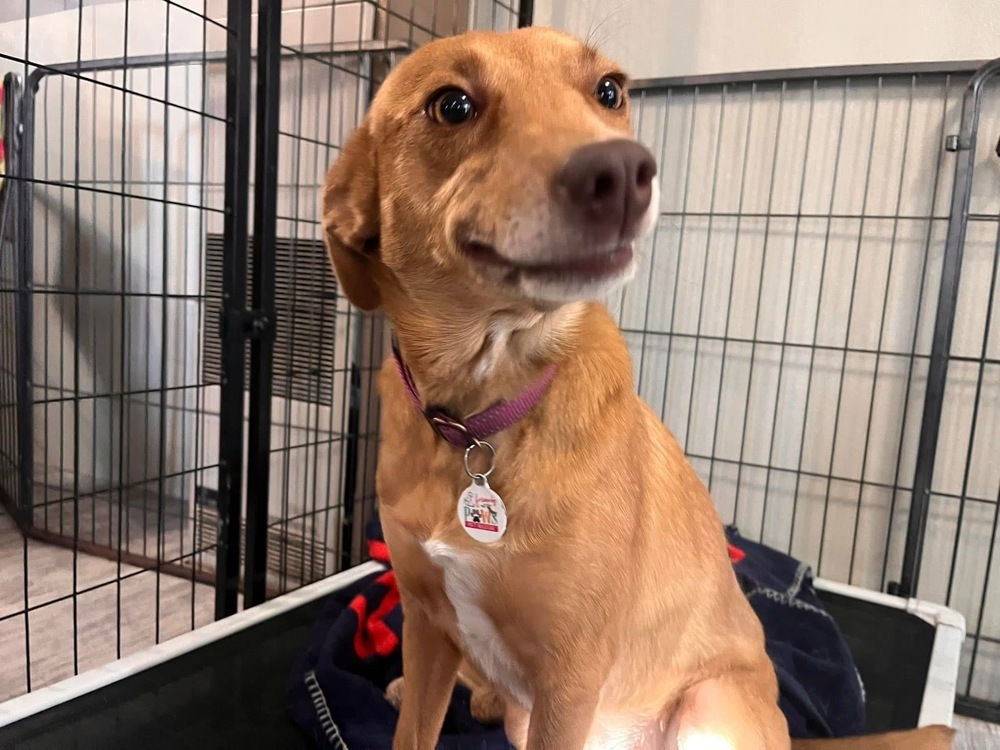 Paisley, an adoptable Feist in Scranton, PA, 18509 | Photo Image 1