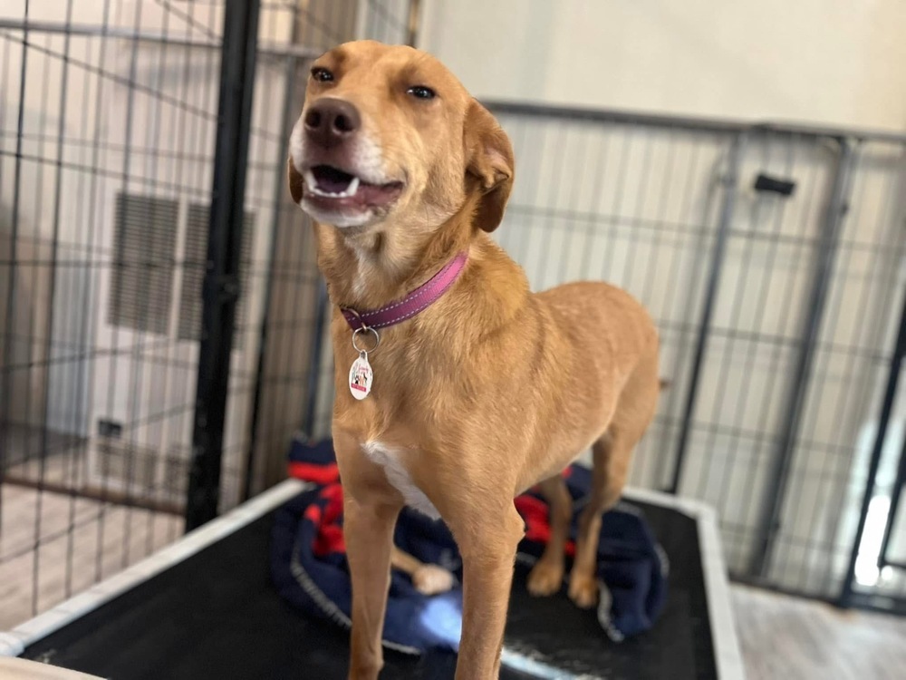 Paisley, an adoptable Feist in Scranton, PA, 18509 | Photo Image 2