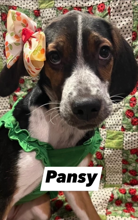 Pansy