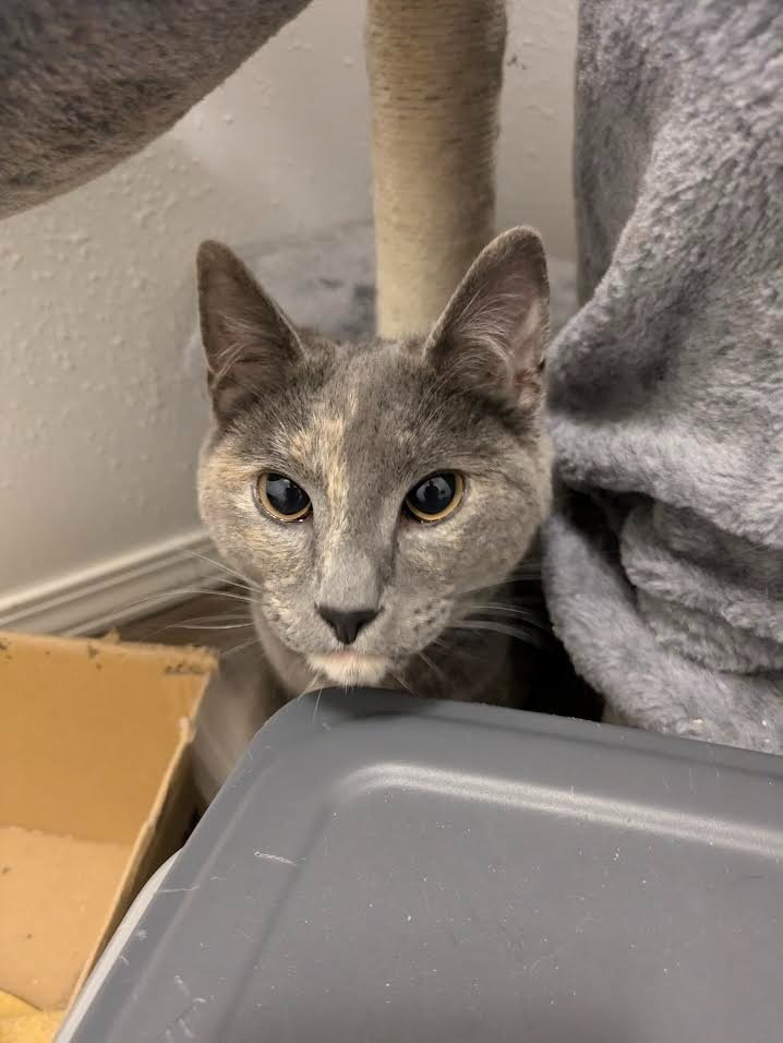 Wanda, an adoptable Domestic Short Hair in Palmer, AK, 99645 | Photo Image 3