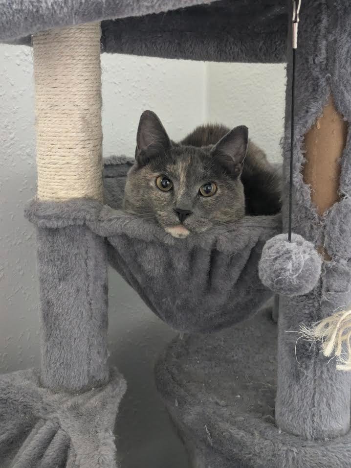 Wanda, an adoptable Domestic Short Hair in Palmer, AK, 99645 | Photo Image 4