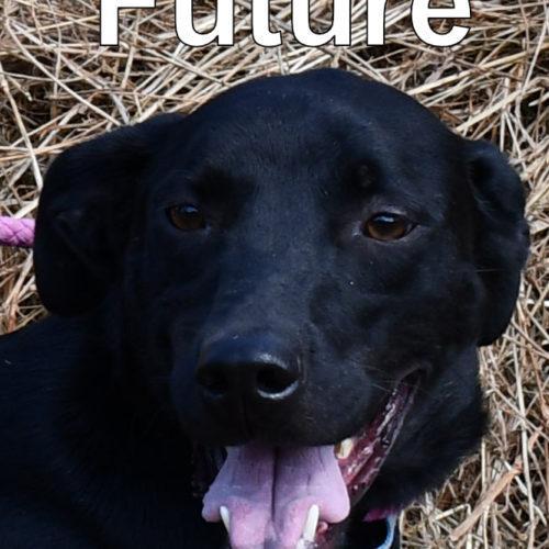 Future, an adoptable Whippet, Mixed Breed in Jackson, LA, 70748 | Photo Image 1