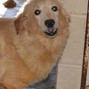 LuLu, Adult Female Golden Retriever