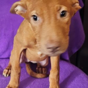 Shera, Young Female Mixed Breed