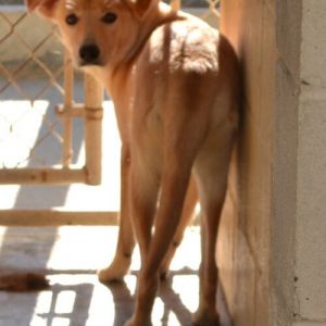 Lady (E), Adult Female Golden Retriever