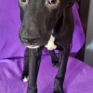 LeLa, Young Female Mixed Breed