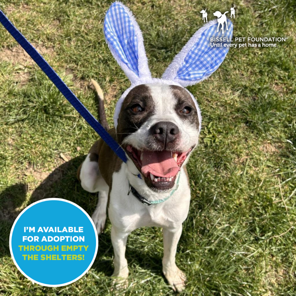 Pongo- $70 Bissell Sponsored Adoption Fee!