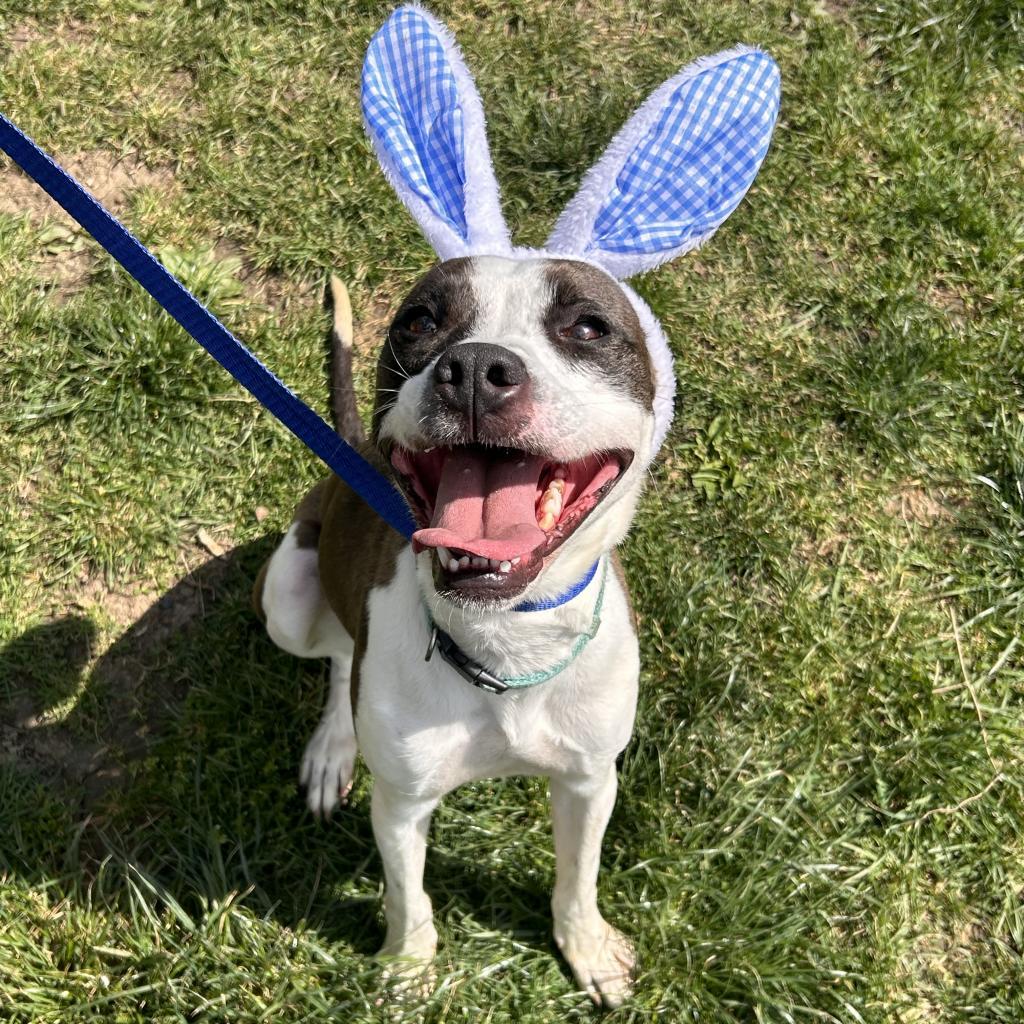 Pongo- $70 Bissell Sponsored Adoption Fee!