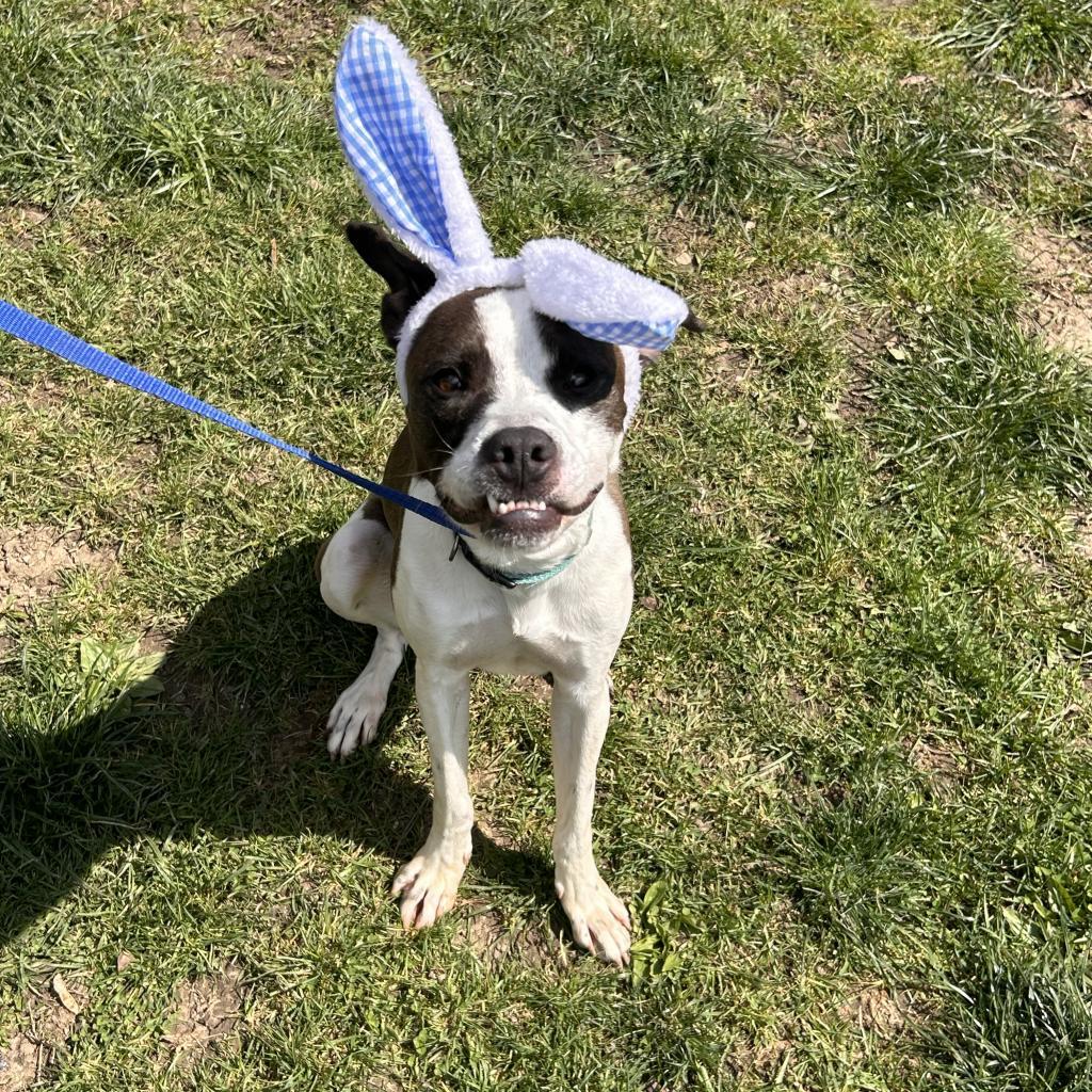 Pongo