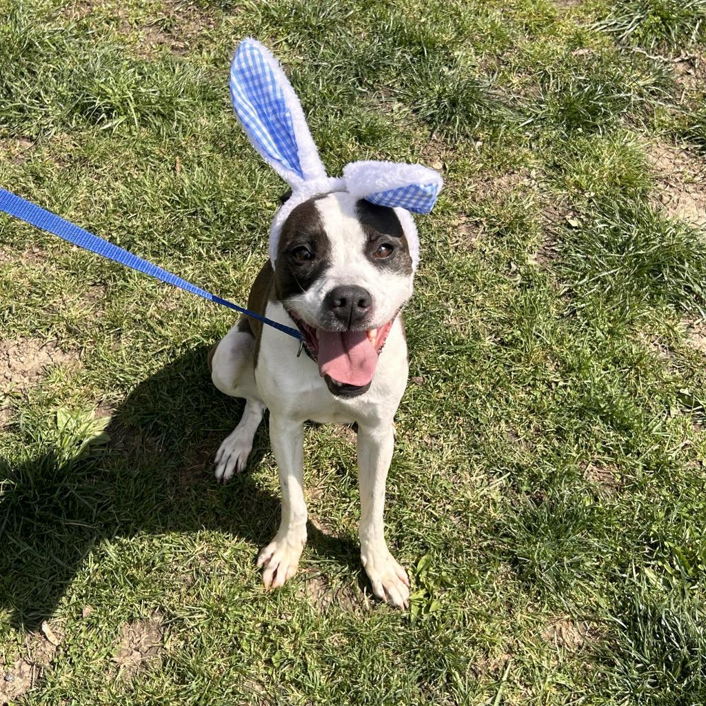 Pongo- $70 Bissell Sponsored Adoption Fee!