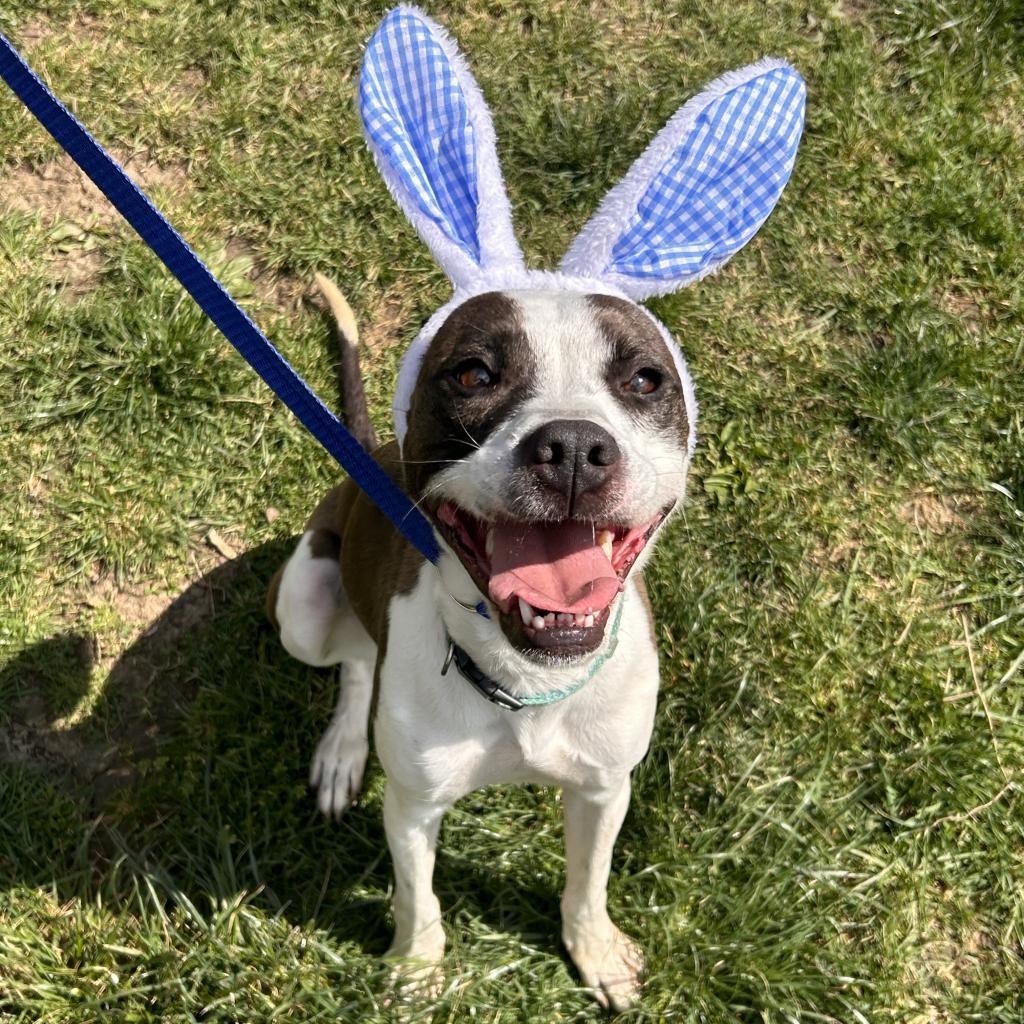 Pongo- $70 Bissell Sponsored Adoption Fee!