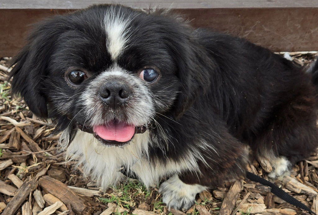 Charlie & Carter, an adoptable Pekingese, Japanese Chin in San Antonio, TX, 78251 | Photo Image 1