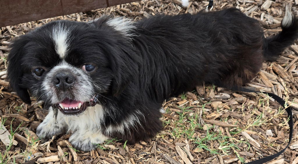 Charlie & Carter, an adoptable Pekingese, Japanese Chin in San Antonio, TX, 78251 | Photo Image 2