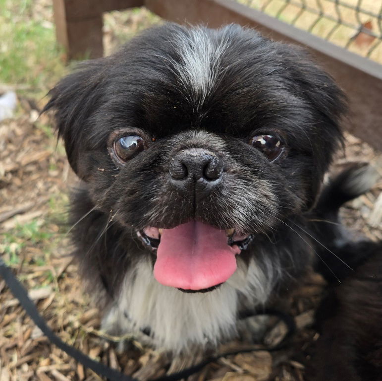 Charlie & Carter, an adoptable Pekingese, Japanese Chin in San Antonio, TX, 78251 | Photo Image 3