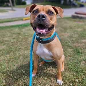 Mother Hubbard, Adult Female Mixed Breed