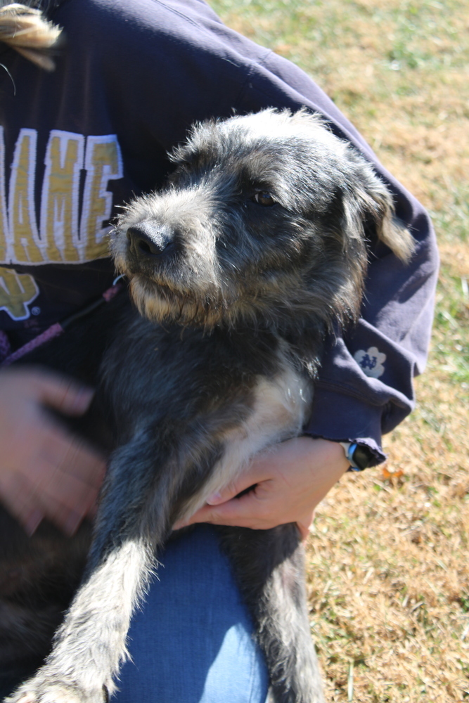 Dudley, an adoptable Aussiedoodle in Linton, IN, 47441 | Photo Image 1