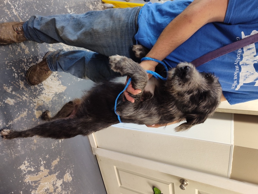 Dudley, an adoptable Aussiedoodle in Linton, IN, 47441 | Photo Image 2