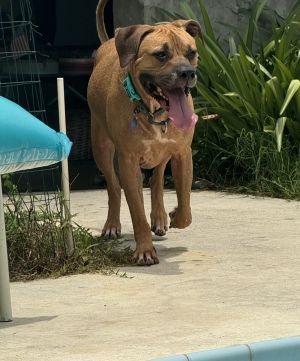 Toby, Adult Male Mixed Breed