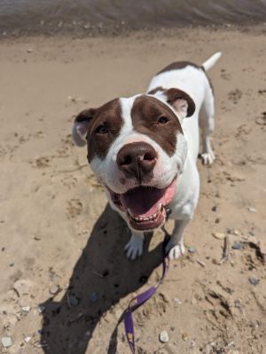 Max, Adult Male Mixed Breed