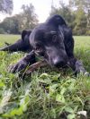 Clover photo 3
