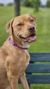 Goldie photo 1