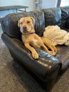 Goldie photo 2