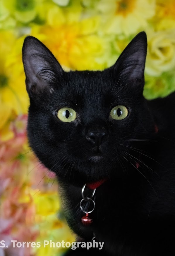 Ferris