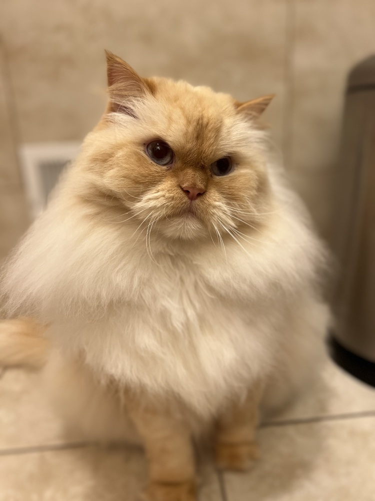 Walter, an adoptable Persian in Clinton Township, MI, 48036 | Photo Image 1