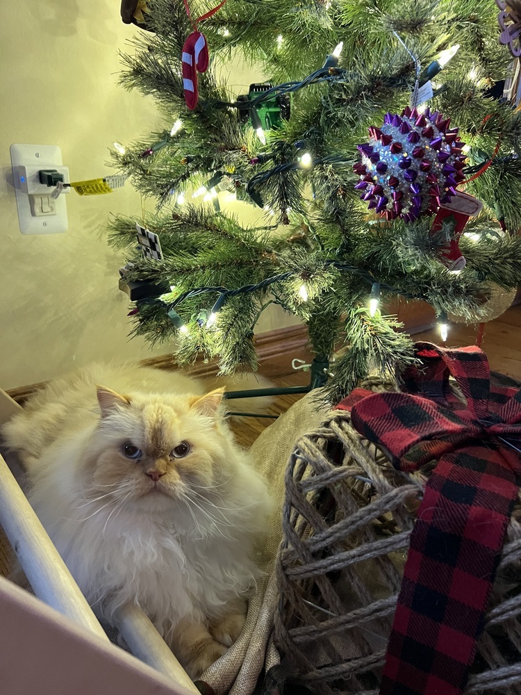 Walter, an adoptable Persian in Clinton Township, MI, 48036 | Photo Image 2