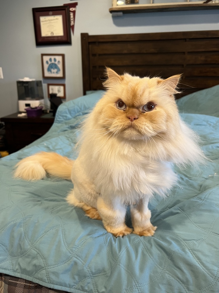 Walter, an adoptable Persian in Clinton Township, MI, 48036 | Photo Image 3