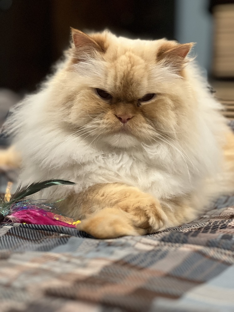 Walter, an adoptable Persian in Clinton Township, MI, 48036 | Photo Image 4