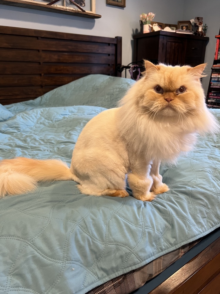 Walter, an adoptable Persian in Clinton Township, MI, 48036 | Photo Image 5